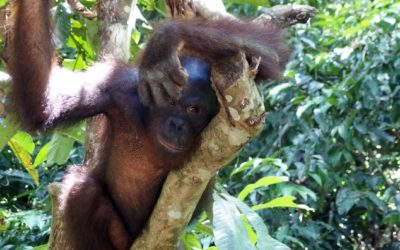 In YouTube Land 1 + 1 Equals An Orangutan!